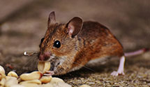 24 Hour & Emergency Exterminators in Twin Lakes, MN